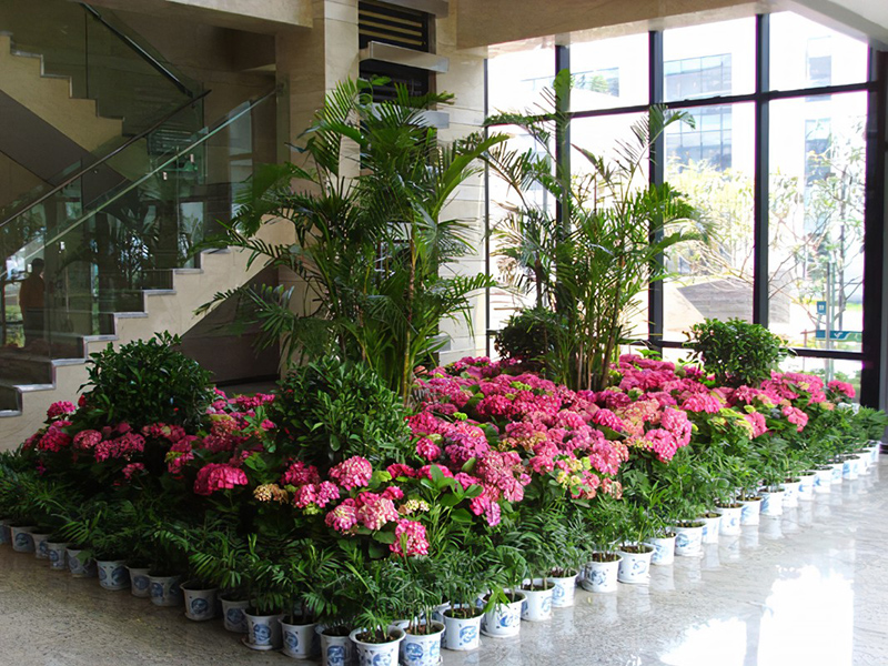 酒店大堂怎么擺放綠植盆栽？綠植租賃時(shí)怎么組景？