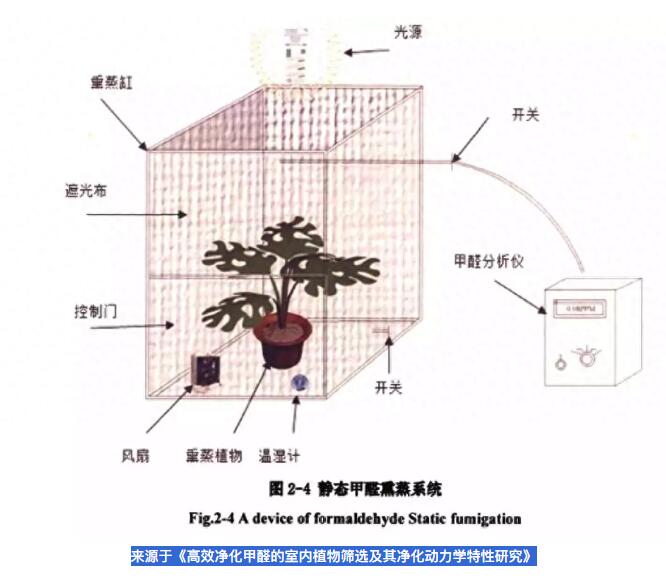 公司用綠蘿除甲醛，到底靠不靠譜？