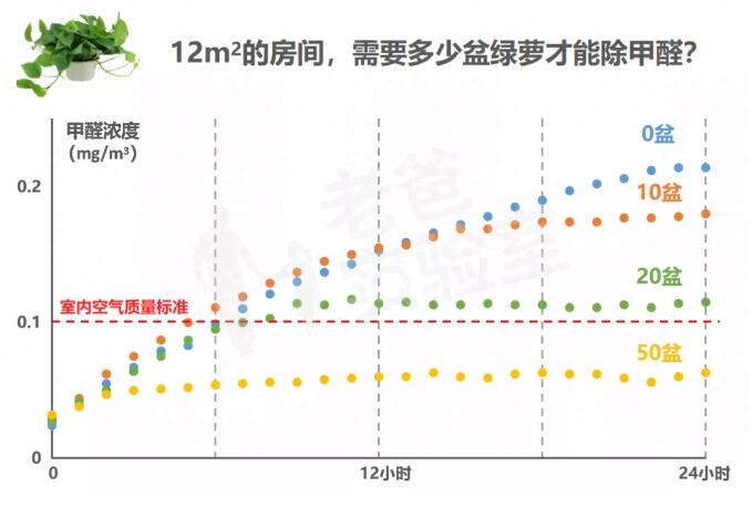 公司用綠蘿除甲醛，到底靠不靠譜？