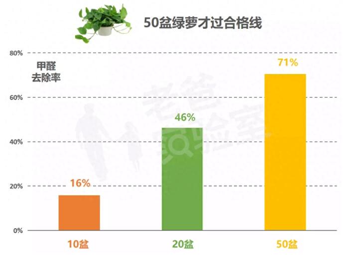 公司用綠蘿除甲醛，到底靠不靠譜？