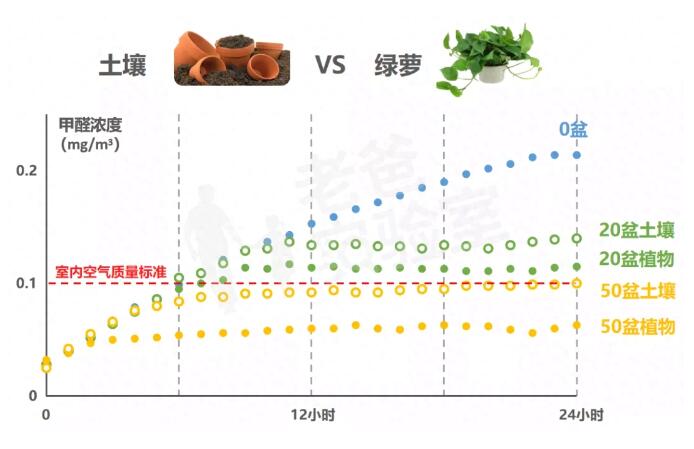 公司用綠蘿除甲醛，到底靠不靠譜？