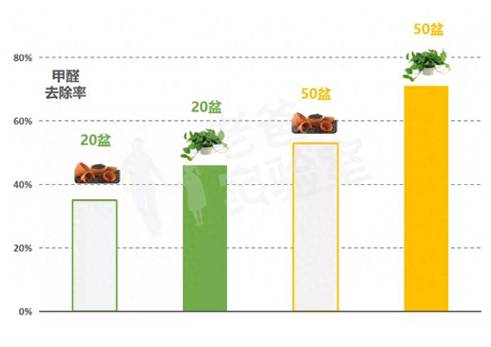 公司用綠蘿除甲醛，到底靠不靠譜？